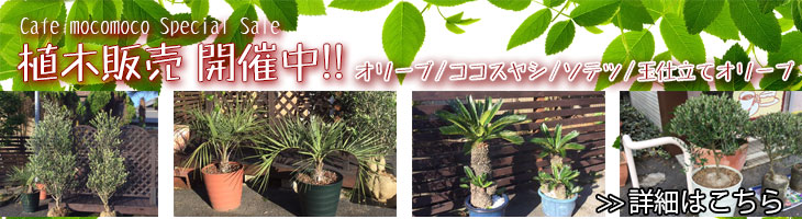 植木販売中